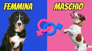 Cani Maschi vs Cani Femmine: Differenze Sorprendenti che Ti Stupiranno!