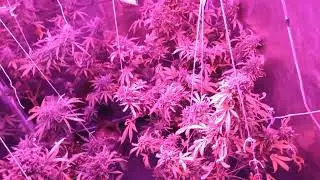 Dutch Passion Auto x Critical orange punch x Ultimate Autoseguimiento... 12&deg; Semana floraci&oacute;n  🌱