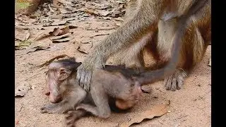Fell Sad! Small Thin Baby Cry Angry Old Mother, Lori Very angry and Cry Wanna To Stay With Mom.