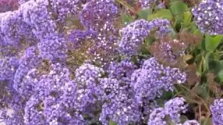 Limonium perezii - Statice - Морская лаванда