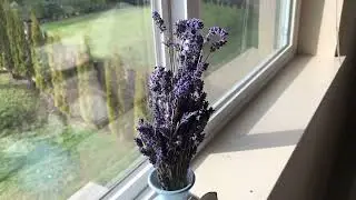 Dried Lavender Bundles, Uieke Natural Dried Lavender Flowers 280 300 Stems Review