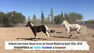 Help Us Name Our New Police Horse