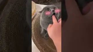 Cute🍋 #cute #wee #funny #funniest #animal #pets #angry #cat #dog #comedy #tiktok #shorts &mdash; копия