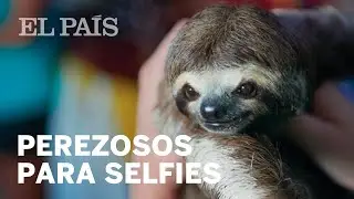 Un v&iacute;deo muestra la otra cara de las fotos de turistas con animales salvajes