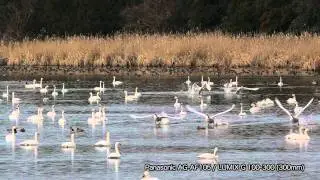 白鳥の離陸 Swans take off
