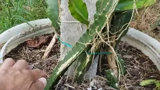 Update on the Israel Golden Yellow and Megalanthus hybrid experiment as requested by Miguel Aquino