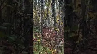👉 Close encounter with Bull Elk | What Would You Do in This Situation? #deer #deerhunting #fyoupage