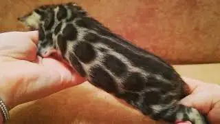 Мальчик Квинто