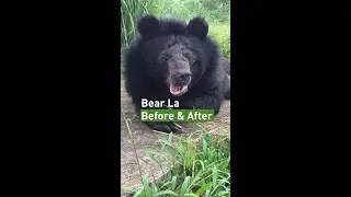 #BeforeAndAfter of Bear La