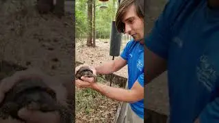 Meet Morningside's resident box turtle!
