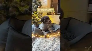 Dog Christmas outfits 🎄🐶