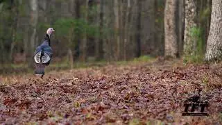 Mature Gobbler Yelping