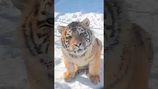 The little fat tiger who was excluded by his peers #animals #cute #tiger