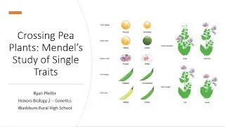 Crossing Pea Plants: Mendel's Study of Single Traits