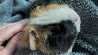 Skittish Little Piggy Allows Evening Snuggle Time