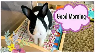 Bunny's morning routine