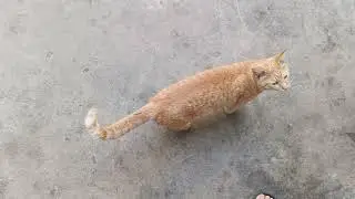 #ginger male want food blackie kosem his wife comes also#cat #funny #catfighter #trending