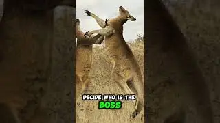 The street fight animal !