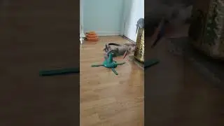 Cat playing with feather toy