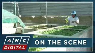 Cuban entrepreneurs merge fishing and farming in bid to solve food crisis | ANC