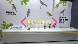 Bird Flight Anatomy Secrets Revealed | Explore Avian Skeleton & Feather Adaptation