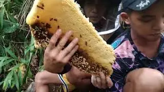 Wild Honey Harvesting,Nag harvest kami ng Laywan o ligwan at ang daming pulot.