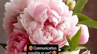 ❤️‍🔥Communication possible or not?❤️‍🔥 #healing #love #tarotreading #astrology #tamil #spiritual 