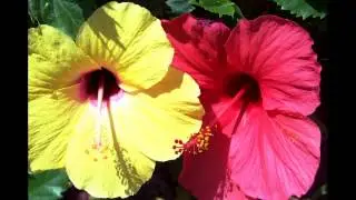 Talking Plants at Dubai Garden Centre