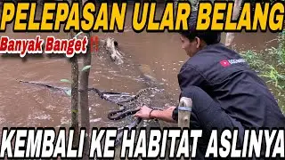 KEMBALI KE ALAM‼️ PROSES PELEPASAN UL4R CINCIN/BELANG KE HABITATNYA 