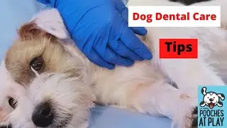Dog dental work & the need for anaesthetic
