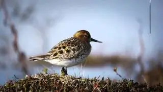 CMS COP11 Trailer - Short Version in English