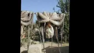 كـــــــــوكتال قرقـــــــــني ♫........................ღ  رياض الشابي
