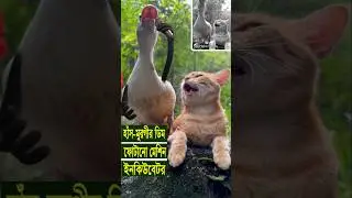 হাঁস মুরগির ডিম ফোটানো ইনকিউবেটর মেশিন বিক্রি #digitalincubator