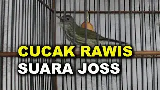 CUCAK RAWIS / BAYEMAN GACOR UNTUK PANCINGAN DAN MASTERAN