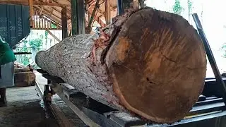 Acacia sawmill at the largest factory in Asia
