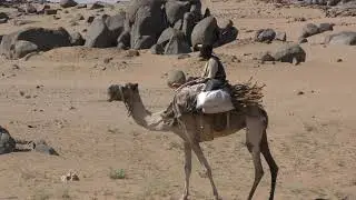 Day 15-Beja tribe camel rider as we head towards Kassala from the North. Sudan