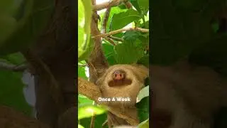 🦥 Did You Know Sloths Only Poop ONCE a Week? 😲