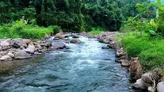 Peaceful River Running Through a Green Forest Landscape for Calmness, Rest, and Better Sleep