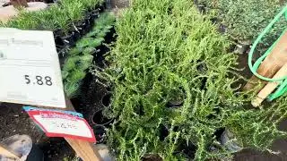 Plant Shopping & Pondering Taxation