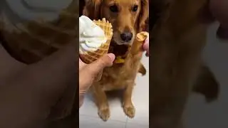 Pet gags 3
