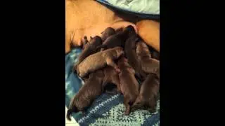 Huge litter newborn pitbull lab mix puppies, nursing pitbull mama