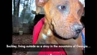 Eleventh Hour Rescue Miracles