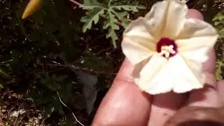 كل شيء عن نبات الاموفاين المتسلق Alamo vine