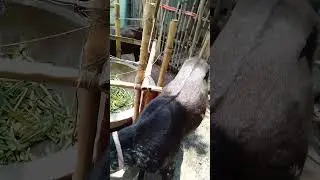 That's my quarbani goat.#shortvideo #goat #quarbani