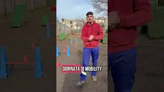 Mobility Dog #perte