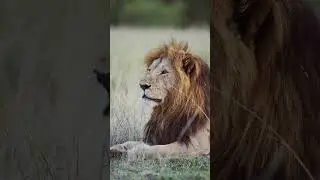 why are LIONS all over ANCIENT and MEDIEVAL art?