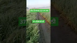 ਮੀਹ ਤੋਂ ਬਾਅਦ 327 ਤੇ 372 ਕਣਕ ਇੱਕ ਡਿੱਗ ਗਈ ਇੱਕ ਹਿੱਲੀ ਵੀ ਨੀ #wheat