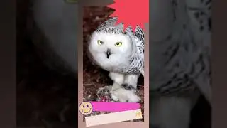 Snowy owl eating a small animal