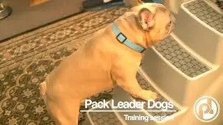 Pack Leader Dogs Training Session: Territorial Max