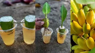 Remarkable Skill how to grow Banana from banana fruit with water